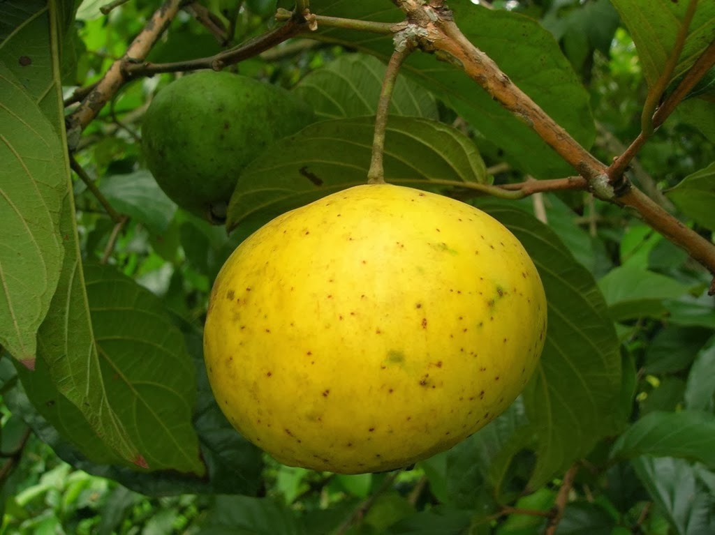 [Campomanesia%2520lineatifolia1%255B4%255D.jpg]