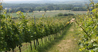 Vineyard pathway