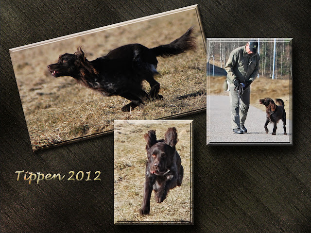 Tippen 1 Tippen 1