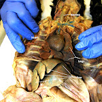 cat_dissected_L.JPG