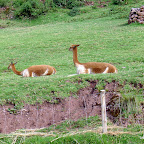 More Vicuna.  We could only get within 20 feet.