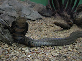 This is a Mozambican Spitting Cobra... it may be the same kind I saw crossing the road while riding my bike on the way to Welani one day. I hopped off and approached it to get a closer look and it flared its hood at me so I jumped back! It's a good thing it didn't try to spit at me! South Africa - 371.jpg