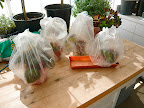 I did the same with all the pots, loosely tying the tops to let some air flow happen and moderate the temps, which would spike way high and lead to rot otherwise.