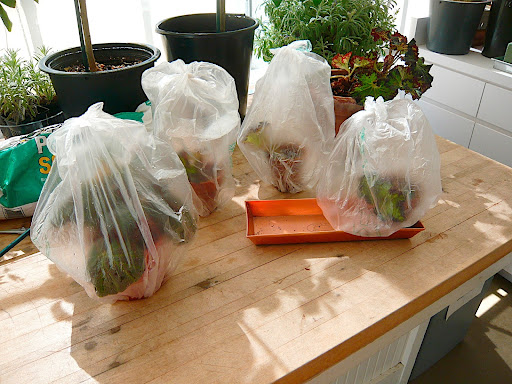 I did the same with all the pots, loosely tying the tops to let some air flow happen and moderate the temps, which would spike way high and lead to rot otherwise.
