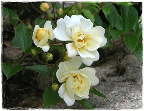 1 Rosa helenae 1 Rosa helenae