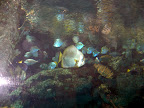 Fish at the Shark Reef Aquarium at Mandalay Bay.
