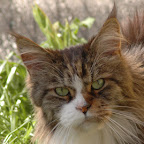 bisse-headshot.jpg