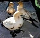 [Gannets%2520-%2520Sanccob%2520website%255B5%255D.jpg]