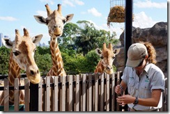 Giraffes, Taronga Zoo