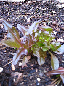 Bronze Arrow lettuce (California heirloom)