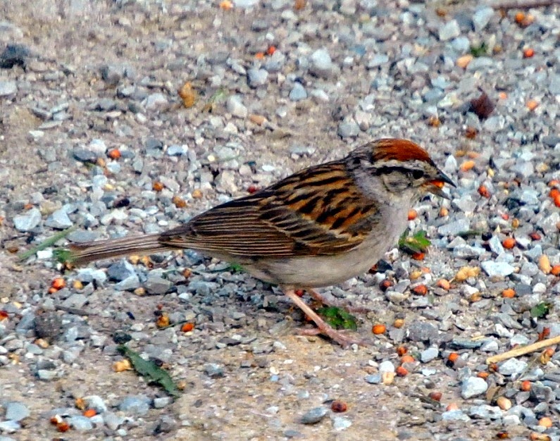 [01d---birds---chirping-sparrow4.jpg]