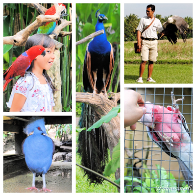 BIRD BIRD