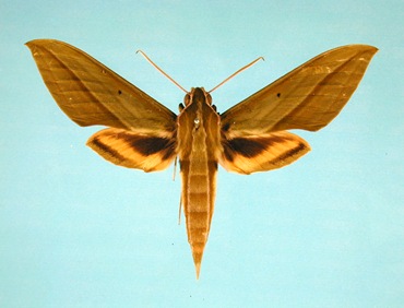 Cechenena pollux (Boisduval, [1875])_sumatera, jawa