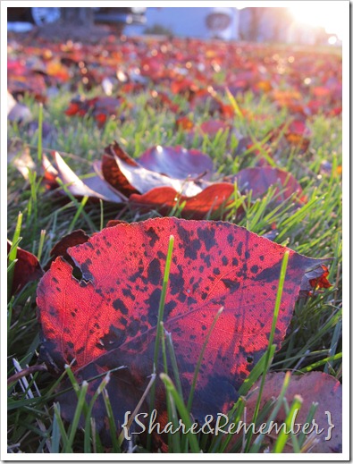 oneleaf