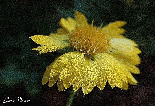 [Gaillardia2_DewDrops%255B15%255D.jpg]