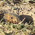 2013_03_02_mouse1