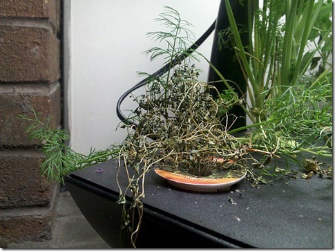 thyme thyme