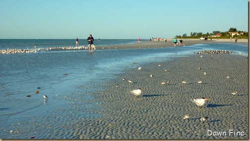 Sanibel Shell and birds_026