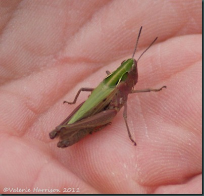11-grasshopper