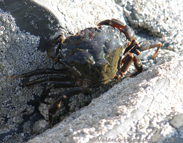 [28-shore-crab%255B2%255D.jpg]