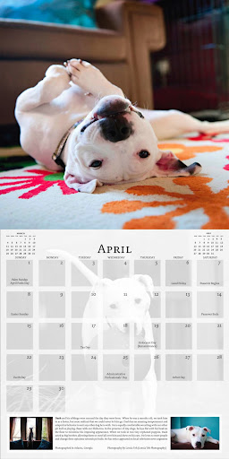The Unexpected Pit Bull Calendar has no shortage of kiss-a-bull images and information!
Photo of Dash by Leesia Teh