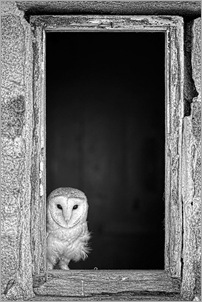Barn Owl . Jed Wee