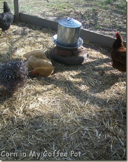 Audrey-- dirt bath-- Chicken Coop 012