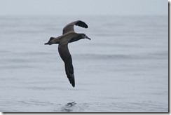 Black-tailed Albatross