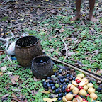 Die Ernte: dunkle Mandeln und gelbe/rote Muskatnüsse
