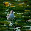 wm-Tern(Common-Chicks-[Chira])_G202541.jpg