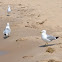 Ring-billed Gull