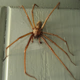Tegenaria sp. (male) - house spiders can get mighty big and it's not surprising that the excitable males draw unwanted attention when they flash across the kitchen floor.
