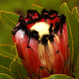 Protea
