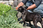 Now Wilmer, make sure you are only cutting the teucrium here!  The heat has caused the flowers to wilt and we need the plants to be healthy, as they attract many bees for pollination!