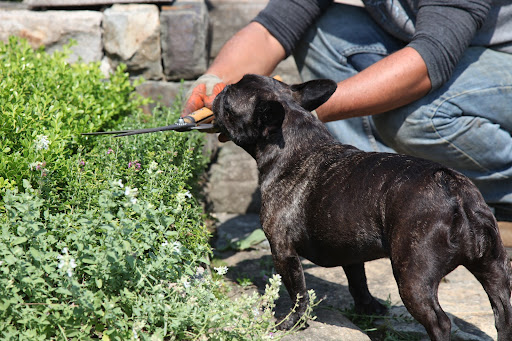 Now Wilmer, make sure you are only cutting the teucrium here!  The heat has caused the flowers to wilt and we need the plants to be healthy, as they attract many bees for pollination!