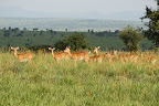 Group of female Kob (antelope): Murchison Falls NP