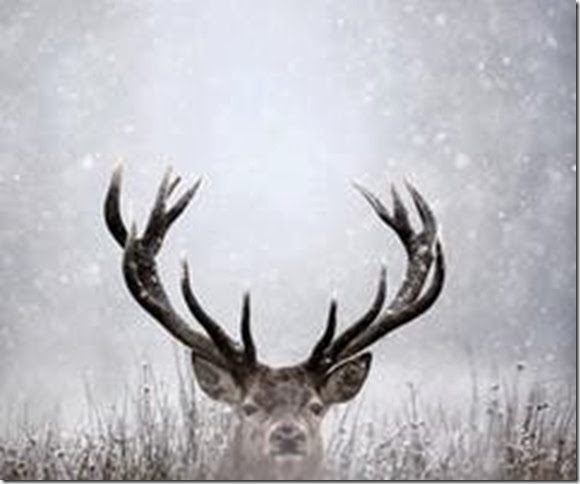 stag stag