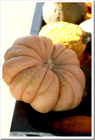 pumpkin patch IMG_9787