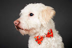 Charming Chap Cano
(See link in post for details on Cano who is at The Humane Society of New York)
Photo by Richard Phibbs