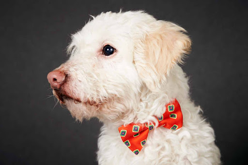 Charming Chap Cano
(See link in post for details on Cano who is at The Humane Society of New York)
Photo by Richard Phibbs