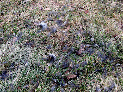 Oh no, Francesca!  This pile of feathers can't be a good thing!