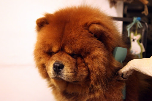 Ah, see, GK?  No tangles means no tears!  Grooming should be a good experience that brings owners closer to their pets.