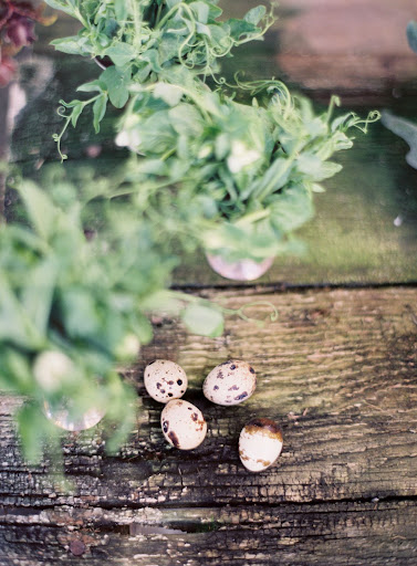 The greenhouses's plant life and weathered wood tie in the story's slate and verte colors.