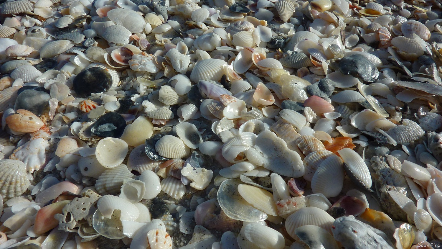 [Sanibel_013%255B3%255D.jpg]
