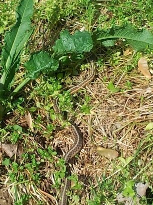 [Snake%255B4%255D.jpg]