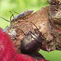 Stink bugs