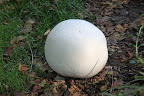 Puffballs begin growing in late summer and throughout the fall.  They grow in soil and on decaying wood.