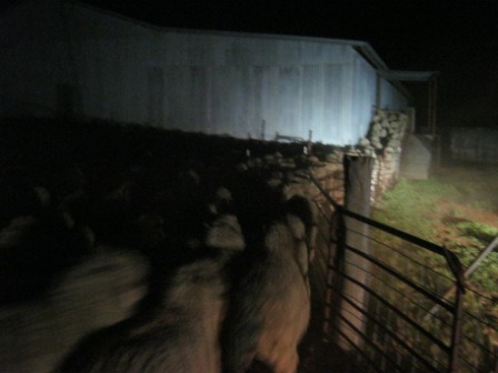 [sheep%2520race%25201%255B3%255D.jpg]
