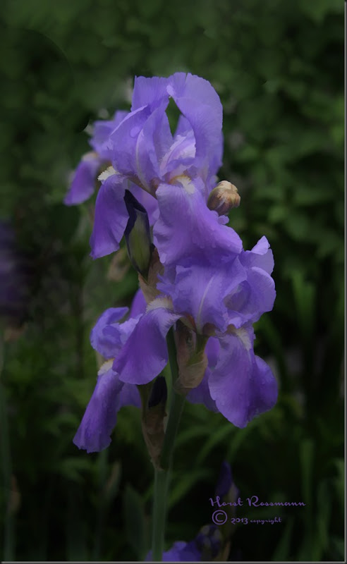 Bearded Iris Blue painting copy