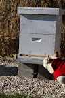 Therefore, they remain inside their hives, forming a winter cluster, which means they get into a big huddle to keep themselves warm.  Of course, the important queen bee is in the middle of the huddle.